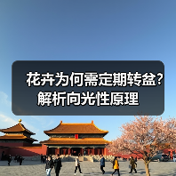 花卉为何需定期转盆？解析向光性原理（图2）