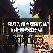 花卉为何需定期转盆？解析向光性原理（图1）