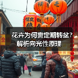 花卉为何需定期转盆？解析向光性原理（图4）