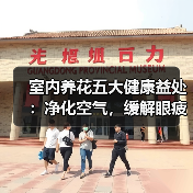 室内养花五大健康益处：净化空气，缓解眼疲劳（图2）
