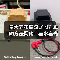 夏天养花做对了吗？正确方法揭秘：喜水喜光植物养护与防蚊技巧（图4）