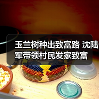 玉兰树种出致富路 沈陆军带领村民发家致富(图2) 玉兰树种出致富路 沈陆军带领村民发家致富(图2)