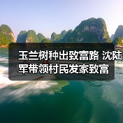 玉兰树种出致富路 沈陆军带领村民发家致富(图1) 玉兰树种出致富路 沈陆军带领村民发家致富(图1)