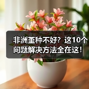 非洲堇种不好?这10个问题解决方法全在这!(图1) 非洲堇种不好?这10个问题解决方法全在这!(图1)