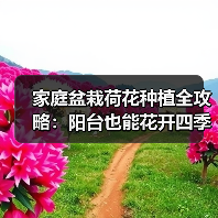 家庭盆栽荷花种植全攻略:阳台也能花开四季(图3) 家庭盆栽荷花种植全攻略:阳台也能花开四季(图3)