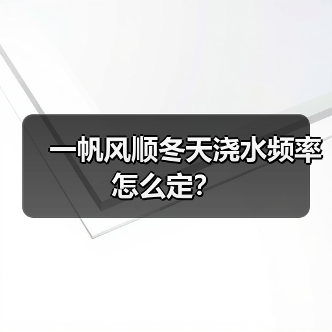 一帆风顺冬天浇水频率怎么定？（图3）