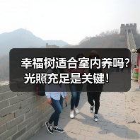 幸福树适合室内养吗?光照充足是关键!(图4) 幸福树适合室内养吗?光照充足是关键!(图4)
