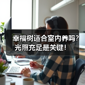 幸福树适合室内养吗?光照充足是关键!(图1) 幸福树适合室内养吗?光照充足是关键!(图1)