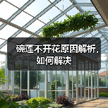 碗莲不开花原因解析,如何解决(图3) 碗莲不开花原因解析,如何解决(图3)