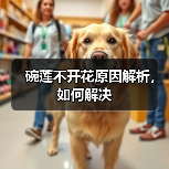 碗莲不开花原因解析,如何解决(图2) 碗莲不开花原因解析,如何解决(图2)