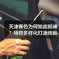 天津春色为何如此斑斓?植物多样化打造绚丽景观(图2) 天津春色为何如此斑斓?植物多样化打造绚丽景观(图2)