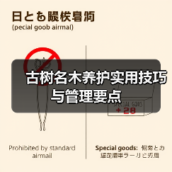 古树名木养护实用技巧与管理要点(图4) 古树名木养护实用技巧与管理要点(图4)