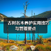 古树名木养护实用技巧与管理要点(图2) 古树名木养护实用技巧与管理要点(图2)
