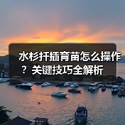 水杉扦插育苗怎么操作?关键技巧全解析(图4) 水杉扦插育苗怎么操作?关键技巧全解析(图4)