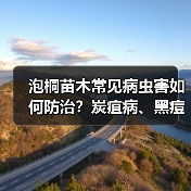 泡桐苗木常见病虫害如何防治?炭疽病、黑痘病、网蝽防治全攻略(图3) 泡桐苗木常见病虫害如何防治?炭疽病、黑痘病、网蝽防治全攻略(图3)