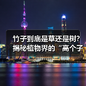 竹子到底是草还是树？揭秘植物界的“高个子草（图2）