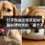 竹子到底是草还是树？揭秘植物界的“高个子草（图1）