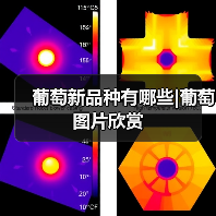 葡萄新品种有哪些|葡萄图片欣赏(图4) 葡萄新品种有哪些|葡萄图片欣赏(图4)