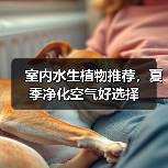 室内水生植物推荐,夏季净化空气好选择(图4) 室内水生植物推荐,夏季净化空气好选择(图4)