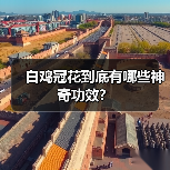 白鸡冠花到底有哪些神奇功效?(图3) 白鸡冠花到底有哪些神奇功效?(图3)