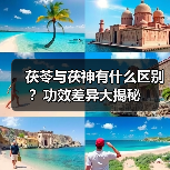 茯苓与茯神有什么区别?功效差异大揭秘(图3) 茯苓与茯神有什么区别?功效差异大揭秘(图3)