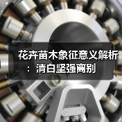 花卉苗木象征意义解析:清白坚强离别(图3) 花卉苗木象征意义解析:清白坚强离别(图3)
