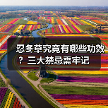 忍冬草究竟有哪些功效?三大禁忌需牢记(图1) 忍冬草究竟有哪些功效?三大禁忌需牢记(图1)