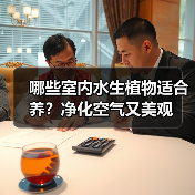 哪些室内水生植物适合养?净化空气又美观(图3) 哪些室内水生植物适合养?净化空气又美观(图3)