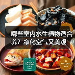 哪些室内水生植物适合养?净化空气又美观(图2) 哪些室内水生植物适合养?净化空气又美观(图2)