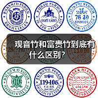 观音竹和富贵竹到底有什么区别?(图3) 观音竹和富贵竹到底有什么区别?(图3)