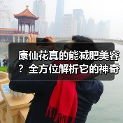 康仙花真的能减肥美容?全方位解析它的神奇功效(图1) 康仙花真的能减肥美容?全方位解析它的神奇功效(图1)