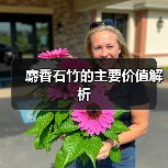 麝香石竹的主要价值解析(图4) 麝香石竹的主要价值解析(图4)