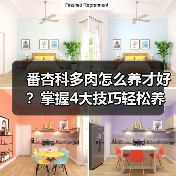 番杏科多肉怎么养才好?掌握4大技巧轻松养护(图4) 番杏科多肉怎么养才好?掌握4大技巧轻松养护(图4)