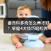番杏科多肉怎么养才好?掌握4大技巧轻松养护(图1) 番杏科多肉怎么养才好?掌握4大技巧轻松养护(图1)