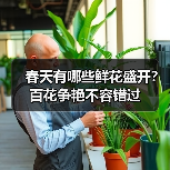春天有哪些鲜花盛开?百花争艳不容错过(图4) 春天有哪些鲜花盛开?百花争艳不容错过(图4)