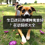 生日送花选哪种寓意好?花语解析大全(图1) 生日送花选哪种寓意好?花语解析大全(图1)