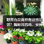 野百合花竟然有这些功效?揭秘其抗癌、安神等5大作用(图1) 野百合花竟然有这些功效?揭秘其抗癌、安神等5大作用(图1)