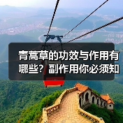 青蒿草的功效与作用有哪些?副作用你必须知道(图1) 青蒿草的功效与作用有哪些?副作用你必须知道(图1)