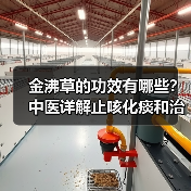 金沸草的功效有哪些?中医详解止咳化痰和治疗关节疼痛的应用(图1) 金沸草的功效有哪些?中医详解止咳化痰和治疗关节疼痛的应用(图1)