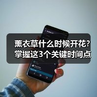 薰衣草什么时候开花?掌握这3个关键时间点(图3) 薰衣草什么时候开花?掌握这3个关键时间点(图3)
