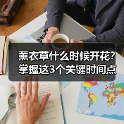 薰衣草什么时候开花?掌握这3个关键时间点(图2) 薰衣草什么时候开花?掌握这3个关键时间点(图2)