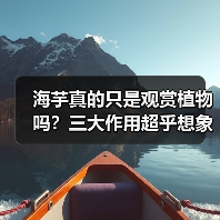 海芋真的只是观赏植物吗？三大作用超乎想象（图1）