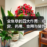 金鱼草的四大作用:观赏、药用、食用与装饰全解析(图2) 金鱼草的四大作用:观赏、药用、食用与装饰全解析(图2)