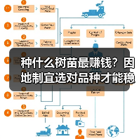 种什么树苗最赚钱？因地制宜选对品种才能稳赚（图1）