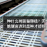 种什么树苗最赚钱？因地制宜选对品种才能稳赚（图4）