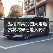 贴梗海棠的四大用途:赏花吃果还能入药?(图1) 贴梗海棠的四大用途:赏花吃果还能入药?(图1)