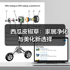 西瓜皮椒草:家居净化与美化新选择(图4) 西瓜皮椒草:家居净化与美化新选择(图4)