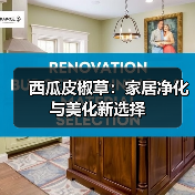 西瓜皮椒草:家居净化与美化新选择(图1) 西瓜皮椒草:家居净化与美化新选择(图1)