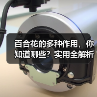百合花的多种作用,你知道哪些?实用全解析(图1) 百合花的多种作用,你知道哪些?实用全解析(图1)