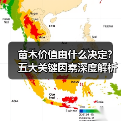 苗木价值由什么决定？五大关键因素深度解析（图2）